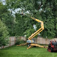 How Our Tree Care Process Works  in  Bradford, OH