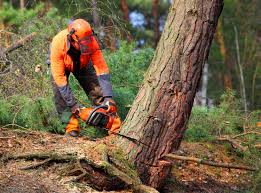 Best Stump Grinding and Removal  in Bradford, OH