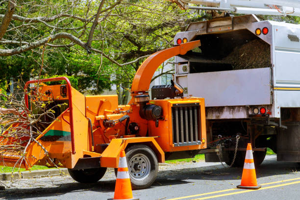 Best Tree Planting  in Bradford, OH