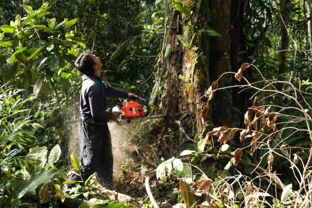 Best Tree and Shrub Care  in Bradford, OH