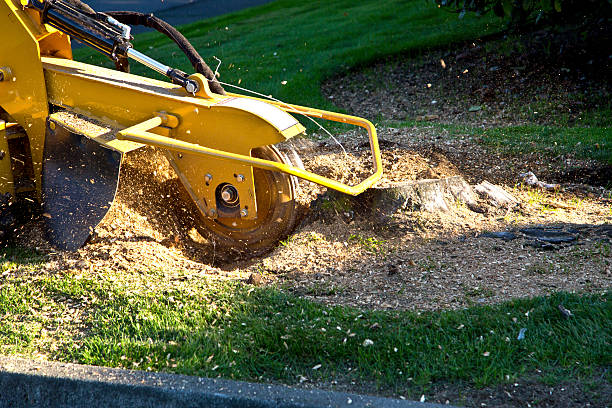 Best Tree Mulching  in Bradford, OH