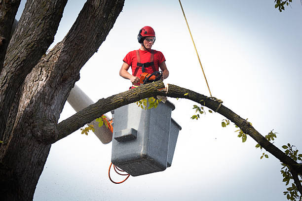 Best Tree Removal  in Bradford, OH