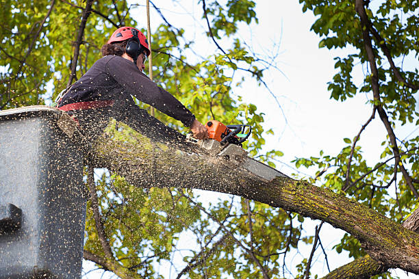 Best Arborist Consultation Services  in Bradford, OH